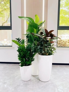 超实惠！宁波鄞州绿植出租等你来挑！